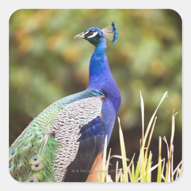 Close-up of a peacock square sticker (Front)