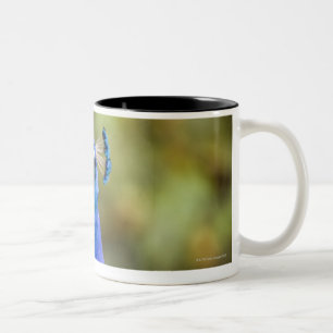 Close-up of a peacock Two-Tone coffee mug