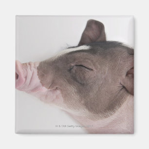 Close-up of a piglet's head, smiling magnet