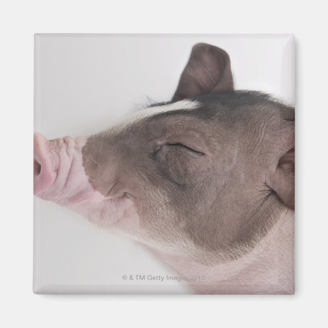 Close-up of a piglet's head, smiling magnet (Front)