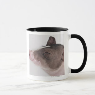 Close-up of a piglet's head, smiling mug