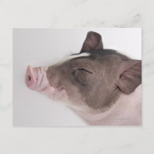 Close-up of a piglet's head, smiling postcard