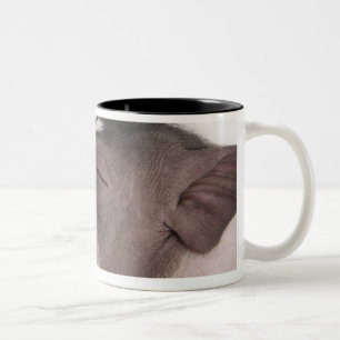Close-up of a piglet's head, smiling Two-Tone coffee mug