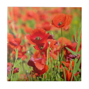 Close-up of a Poppy field, France Ceramic Tile