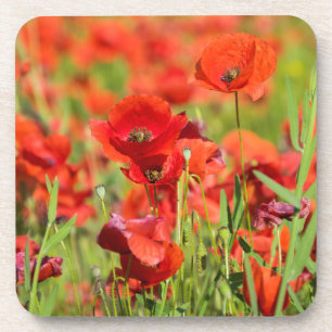 Close-up of a Poppy field, France Coaster