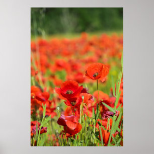 Close-up of a Poppy field, France Poster