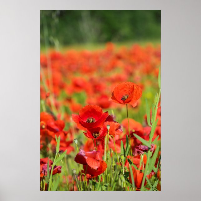 Close-up of a Poppy field, France Poster (Front)