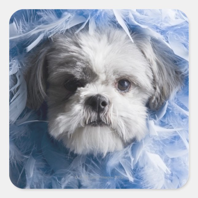 Close-up of a puppy covered with feathers square sticker (Front)