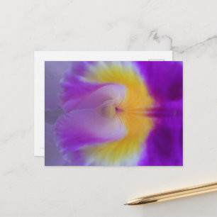 Close-up of a purple Cattleya orchid. Postcard