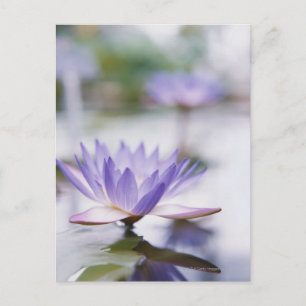 Close-Up of a Purple Water-Lily Floating on Postcard