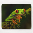 Close up of a Red Eyed Tree Frog #1