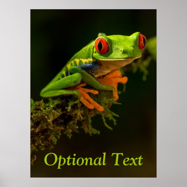 Close up of a Red Eyed Tree Frog #1 Poster (Front)