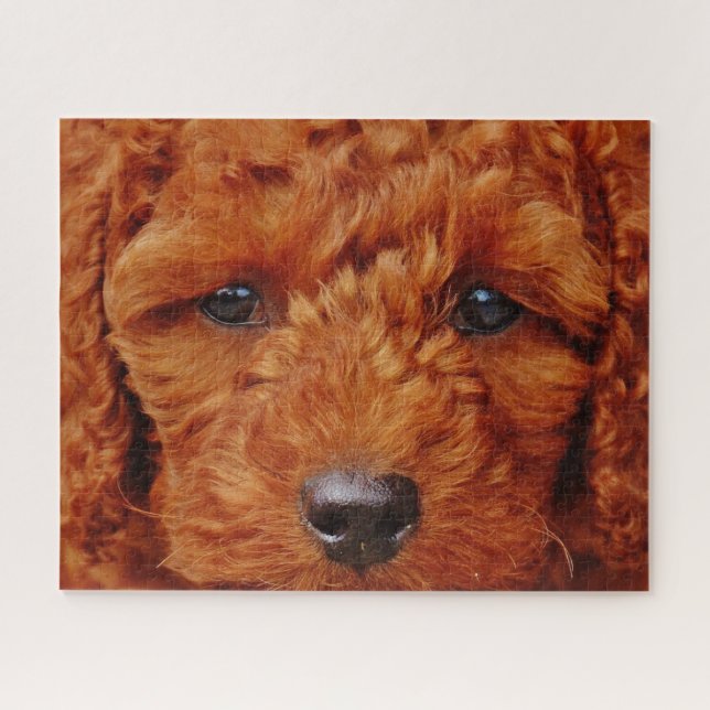 Close up of a Red Poodle Puppy Jigsaw Puzzle (Horizontal)