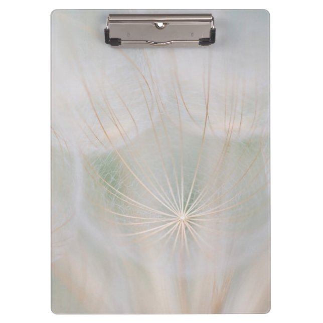 Close up of a seed head, Canada Clipboard (Front)