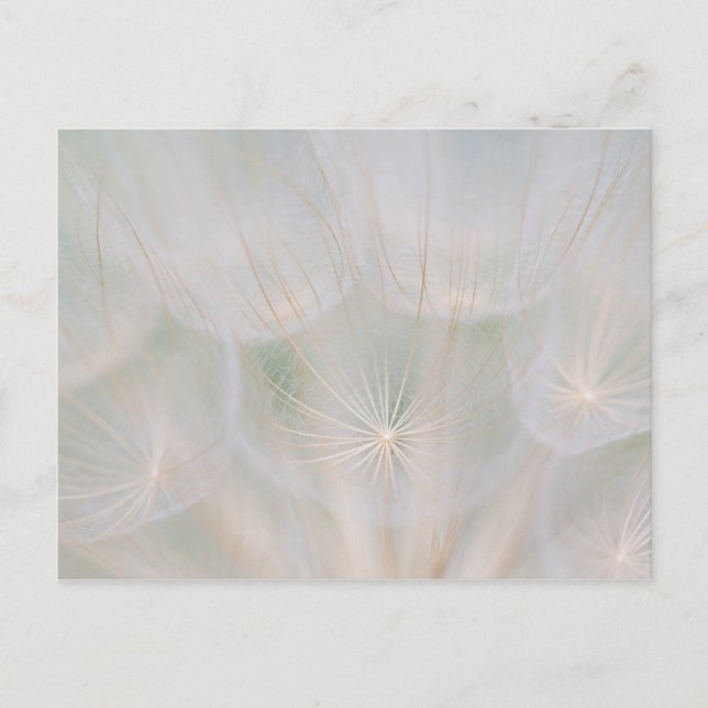 Close up of a seed head, Canada Postcard (Front)