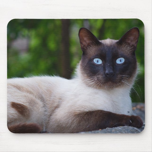 Close up of a Siamese Cat Mouse Pad (Front)