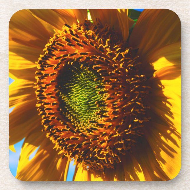 Close-up of a sunflower coaster (Front)