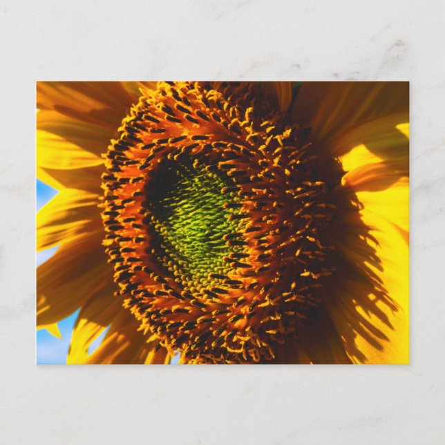 Close-up of a sunflower postcard (Front)