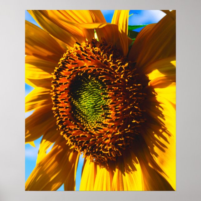 Close-up of a sunflower poster (Front)