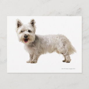 Close up of a terrier postcard