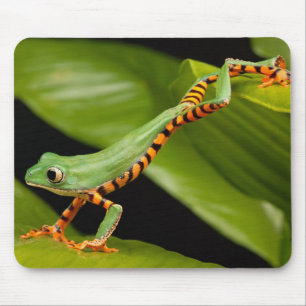 Close up of a Tiger Leg Monkey Tree Frog Mouse Pad
