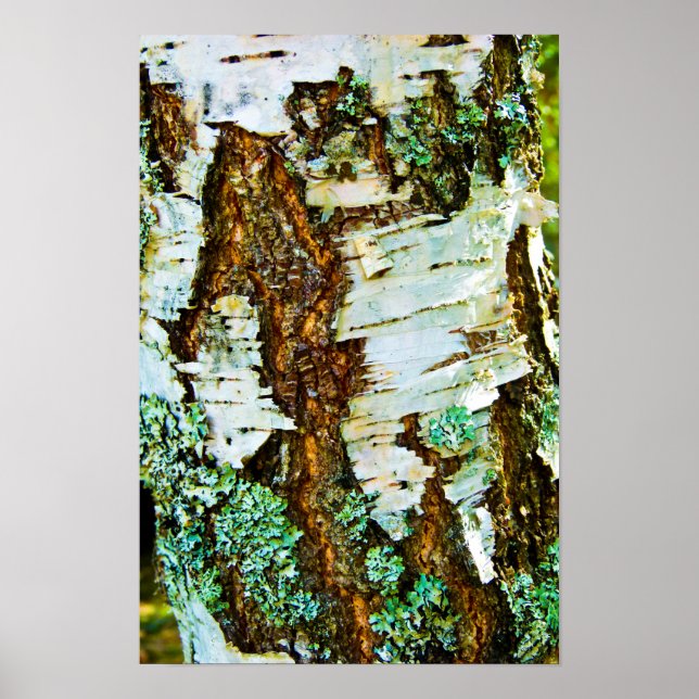 Close up of a tree Poster (Front)