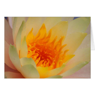 Close-Up Of A Water Lily