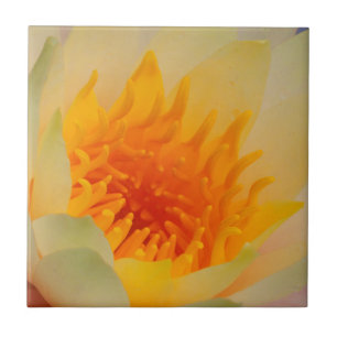 Close-Up Of A Water Lily Ceramic Tile