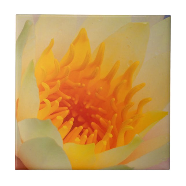 Close-Up Of A Water Lily Ceramic Tile (Front)