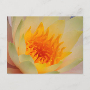 Close-Up Of A Water Lily Postcard
