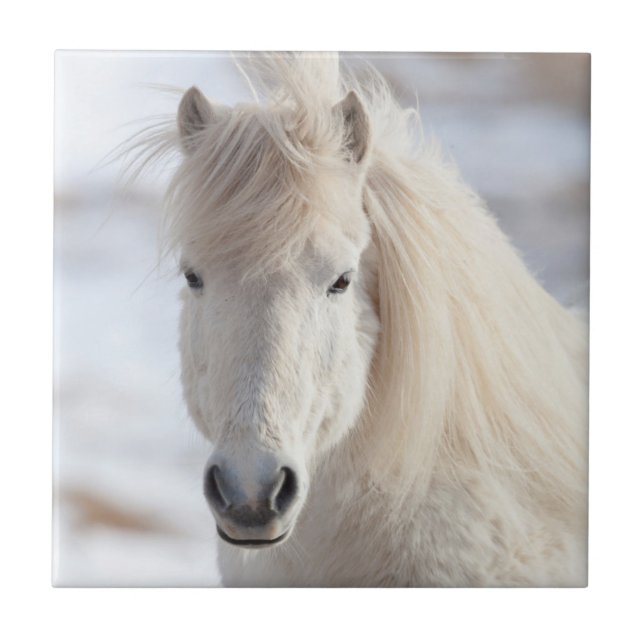 Close up of a White Icelandic Horse Ceramic Tile (Front)