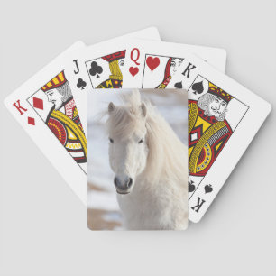 Close up of a White Icelandic Horse Playing Cards