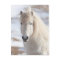 Close up of a White Icelandic Horse