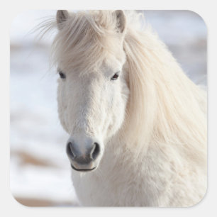 Close up of a White Icelandic Horse Square Sticker