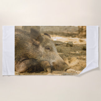 close-up of a wild boar  on beach towels