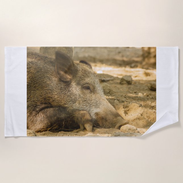close-up of a wild boar  on beach towels (Front)