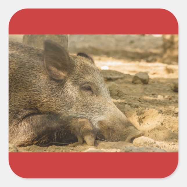 close-up of a wild boar   Square Stickers Glossy (Front)
