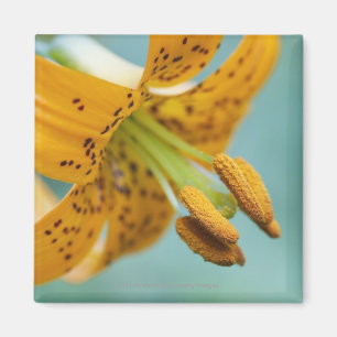 Close Up of a Yellow Lily Magnet