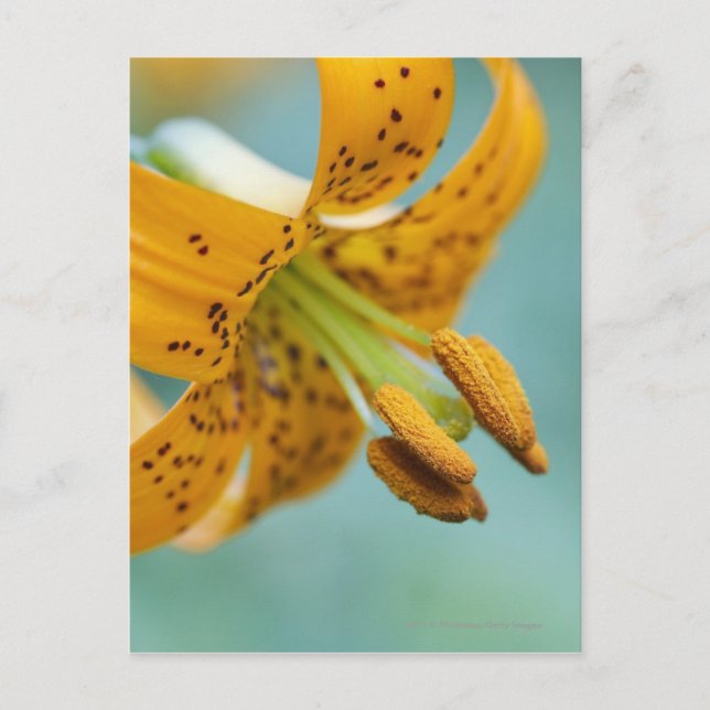 Close Up of a Yellow Lily Postcard (Front)