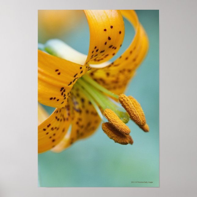 Close Up of a Yellow Lily Poster (Front)