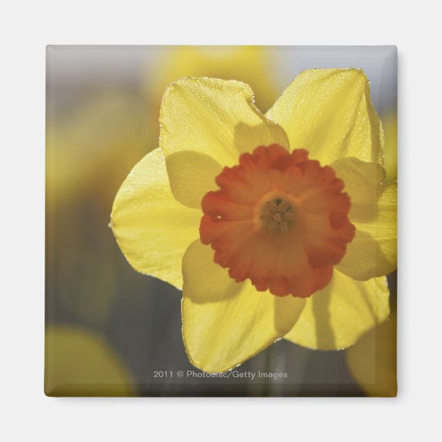 Close Up of a Yellow/Orange Daffodil Magnet (Front)