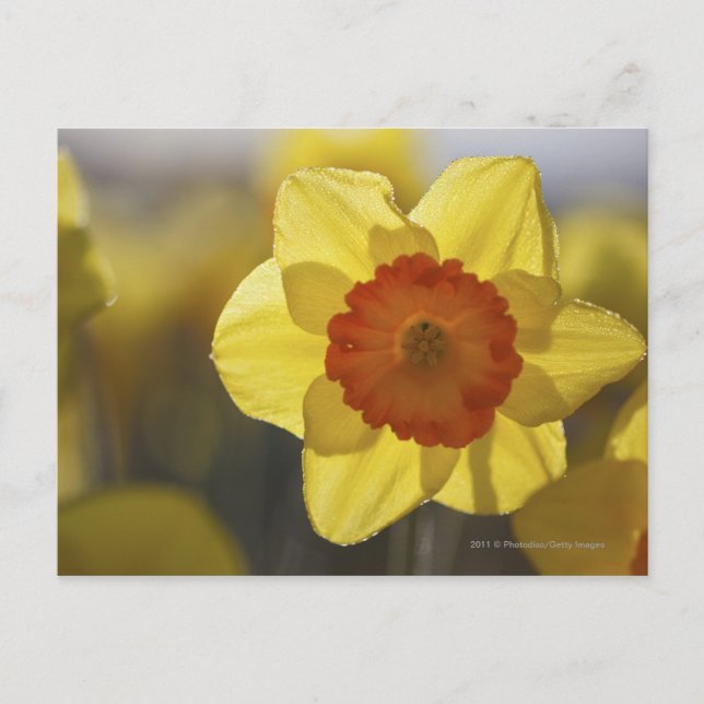 Close Up of a Yellow/Orange Daffodil Postcard (Front)