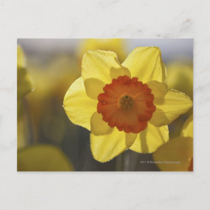Close Up of a Yellow/Orange Daffodil Postcard
