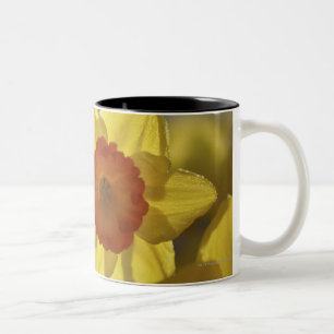 Close Up of a Yellow/Orange Daffodil Two-Tone Coffee Mug