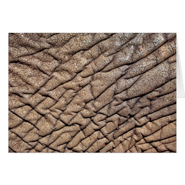 Close-Up Of African Elephant's Hide (Front Horizontal)