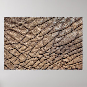 Close-Up Of African Elephant's Hide Poster