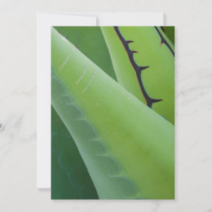 Close Up Of Agave Card