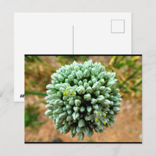 Close up of Allium, Wild Onion Blossom Postcard