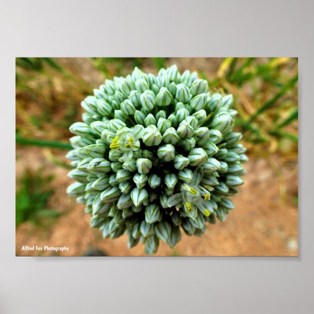 Close up of Allium, Wild Onion Blossom Poster (Front)