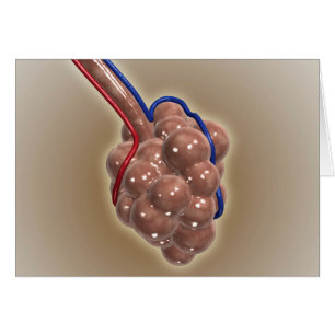 Close-Up Of Alveolus